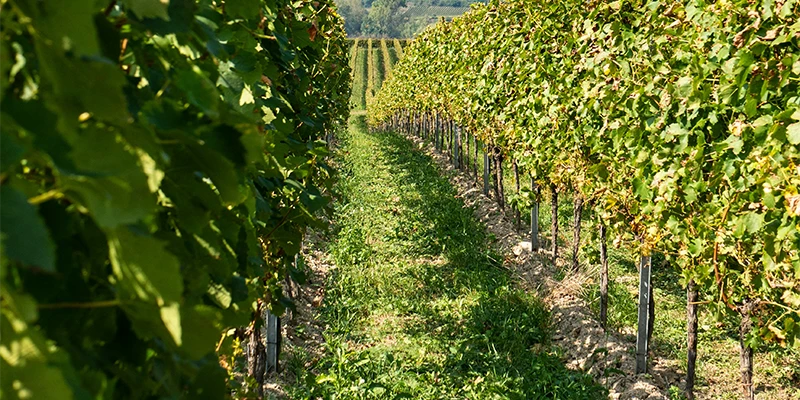 Vineyard lane in the Heurigen villages