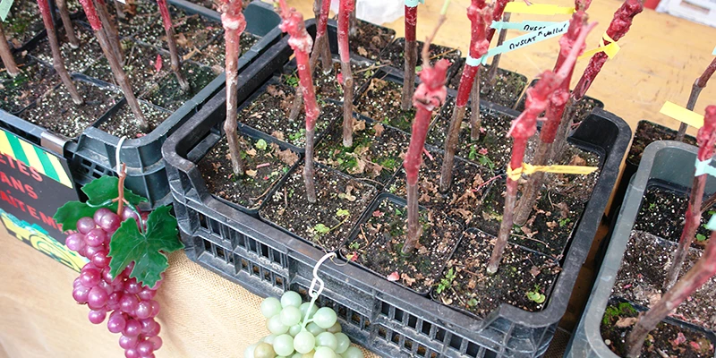 Planting boxes decorated with grape clusters on a Ribeauvillé street