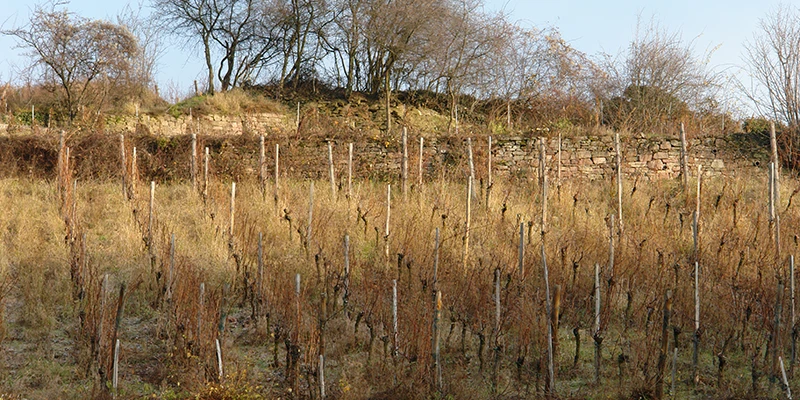 Bare winter vineyard rows on the slope above Ribeauvillé