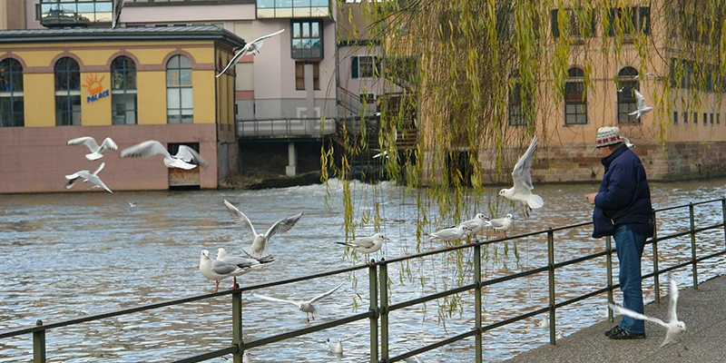 People watching birds on the River Ill from a bridge railing in Strasbourg