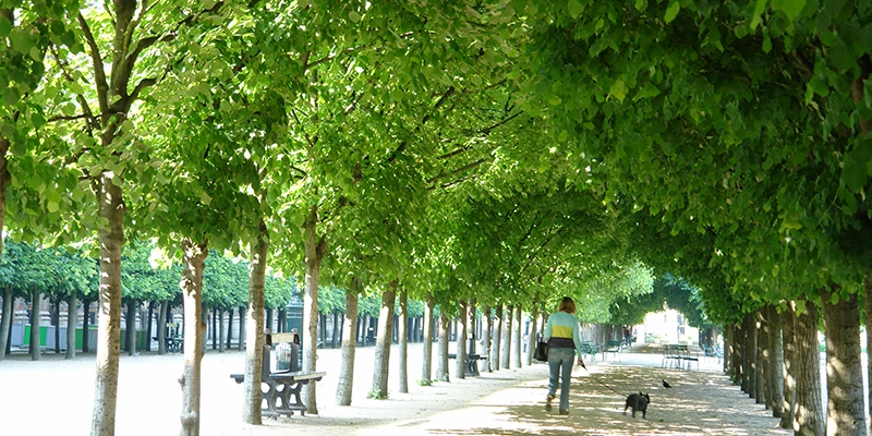 The garden and arcades of the Palais Royal, Paris
