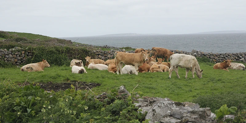 Scattered settlements near Dunmore Head at the western tip of Ireland