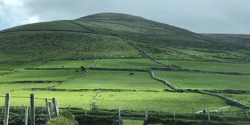 Returning to Dingle town after the peninsula tour
