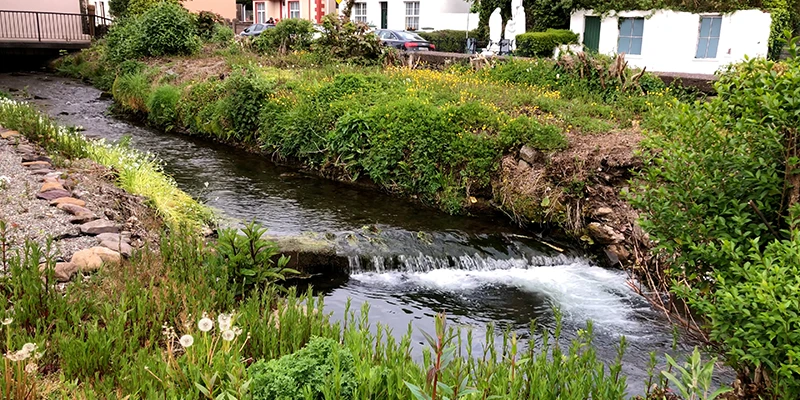 Stream and wildflowers running through the center of Dingle