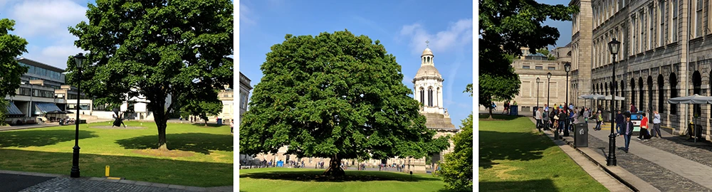 trees and lawn of Trinity College Dublin