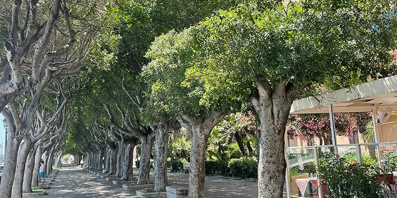 Trapani