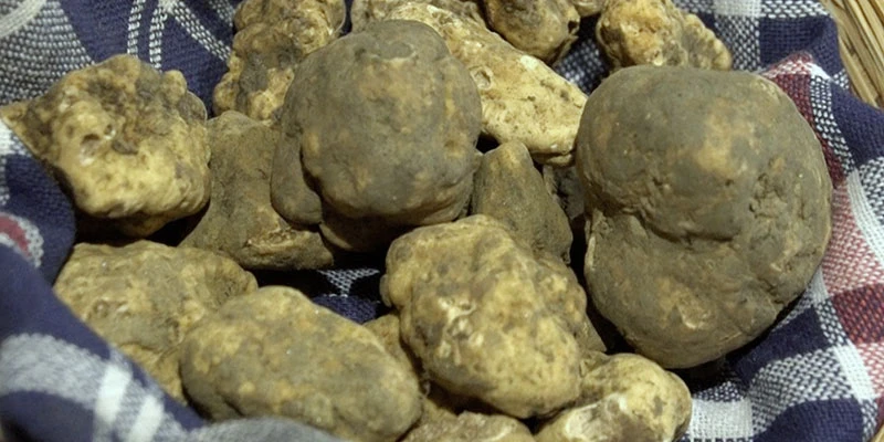 Gubbio 5 truffles 00 01 47 08 still042