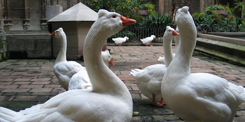 Geese in the cloister of Barcelona Cathedral, a centuries-old tradition