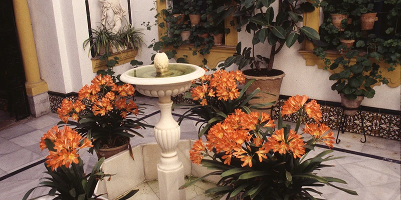 Cordoba patio
