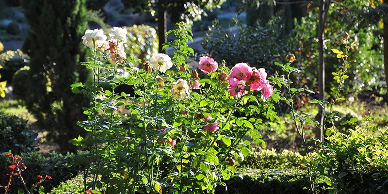 The Generalife upper gardens with views to the Sierra Nevada