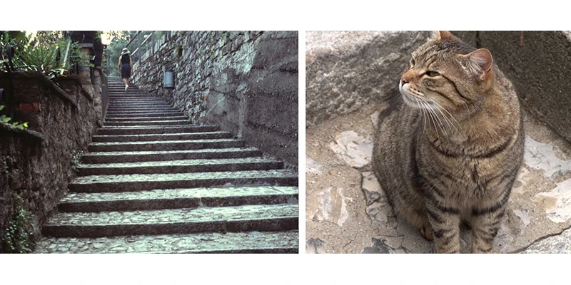 Gandria cat 2up