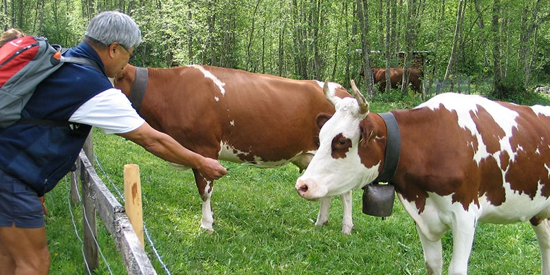 Grindelwald cows (29)