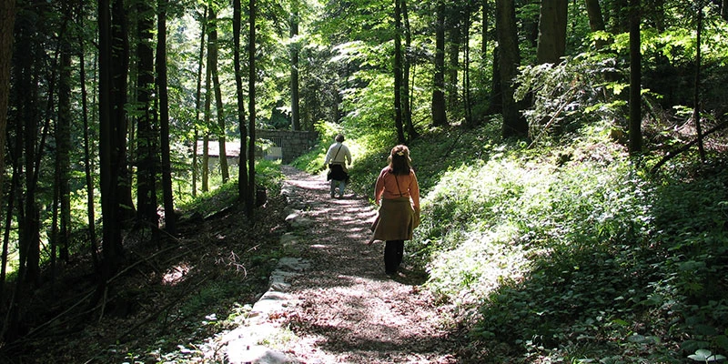 Forest trails