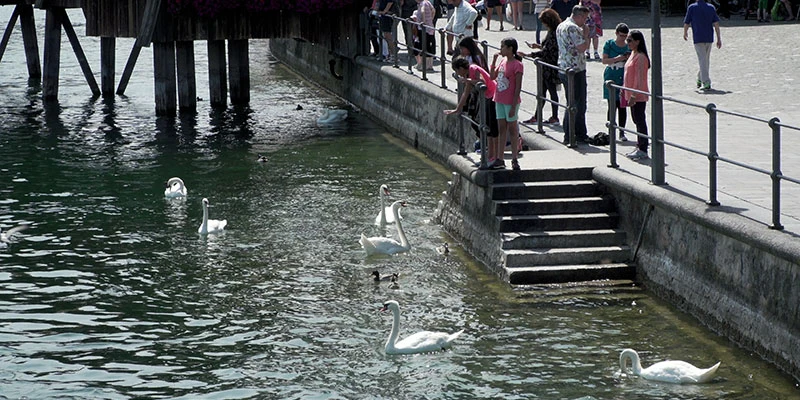 River Reuss with swans