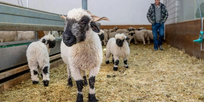 Sheep barn ti