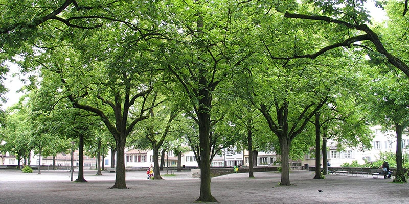 Lindenhof view (3)