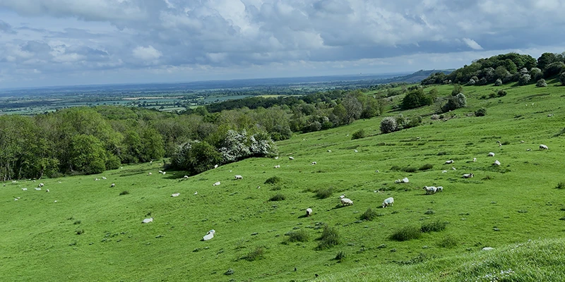 Sheep grazing on a Cotswold hillside