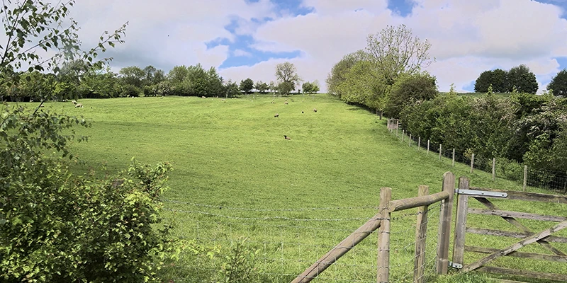 Sheep grazing in Cotswold pasture beyond a wooden gate