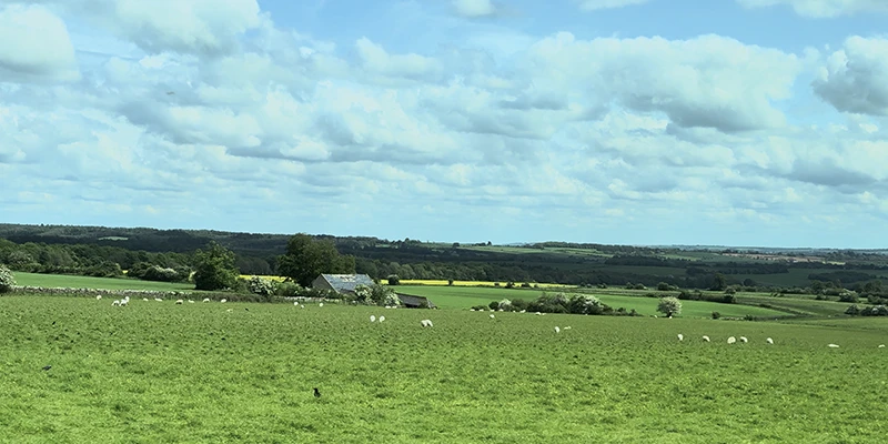 Wide Cotswold landscape with sheep grazing and distant rapeseed fields on rolling hills