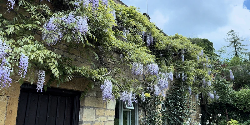 Cottage facade covered in cascading wisteria