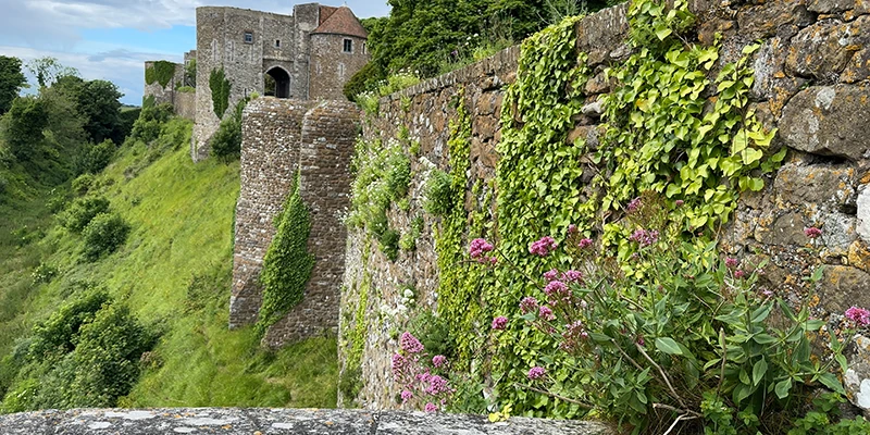 Castle wall at Dover with wildflowers growing on the slope