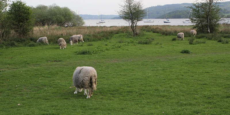Sheep grazing in a lakeside field near Waterhead, with Windermere beyond
