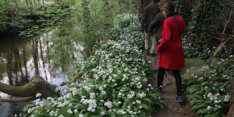 A woodland path beside Stock Ghyll carpeted with white wild garlic flowers