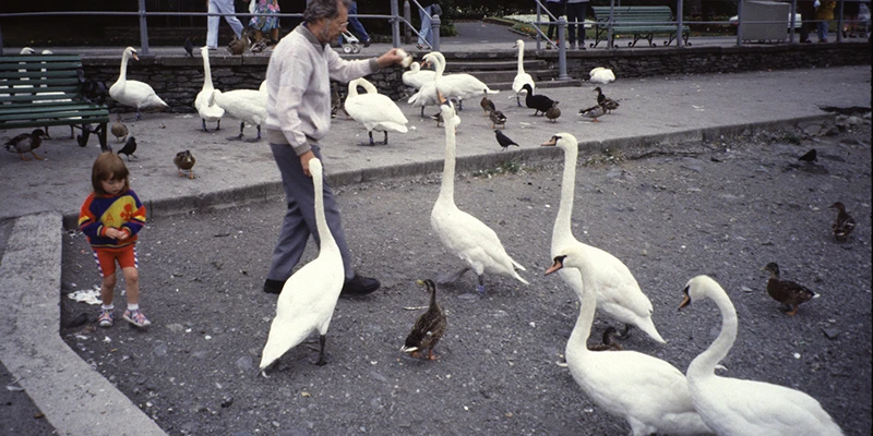 Swans, geese and ducks on the beach at Bowness