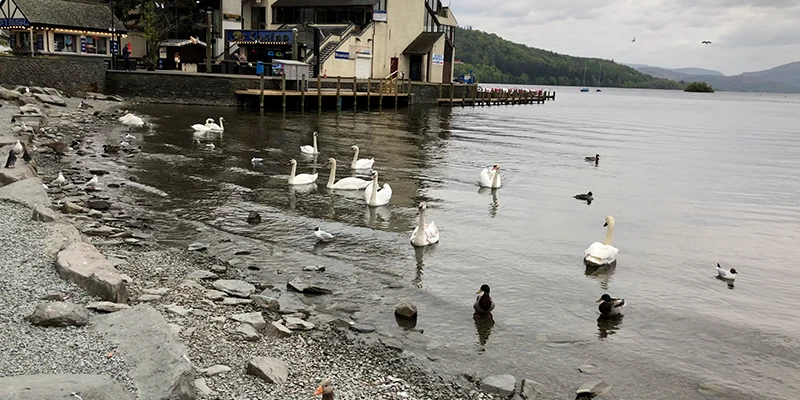 Swans gathered along the lakeshore in the center of Bowness