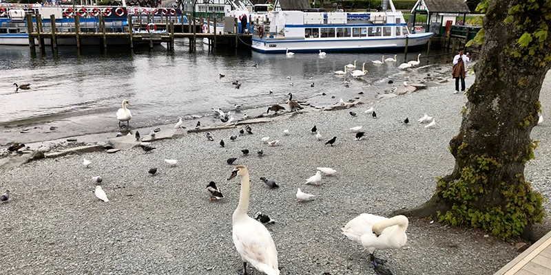 Swans on the water with an excursion boat behind at Bowness