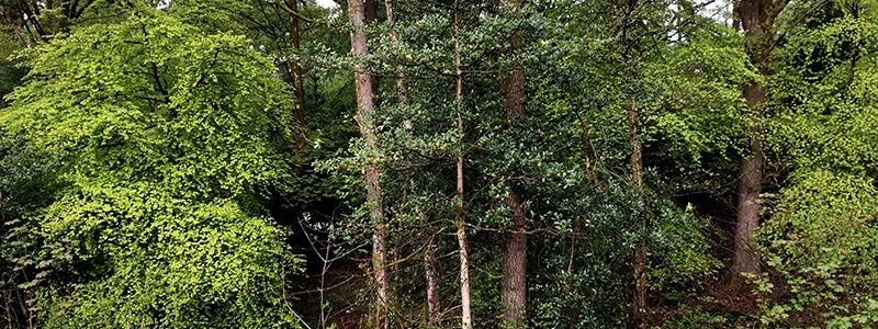 Tall trees in dense woodland on the slope between Windermere and the lake