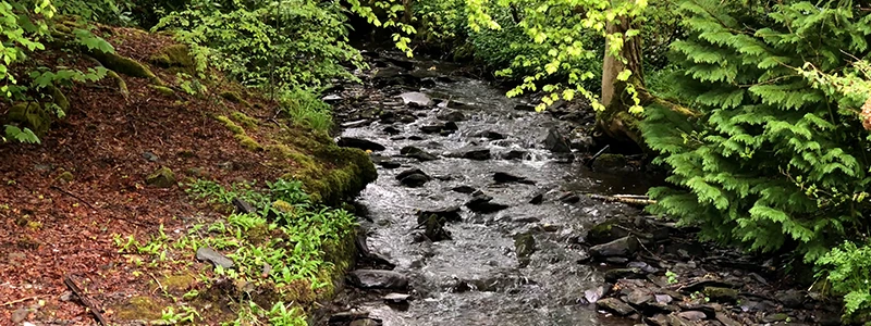 Small brook running through mossy woodland behind a hotel in Windermere