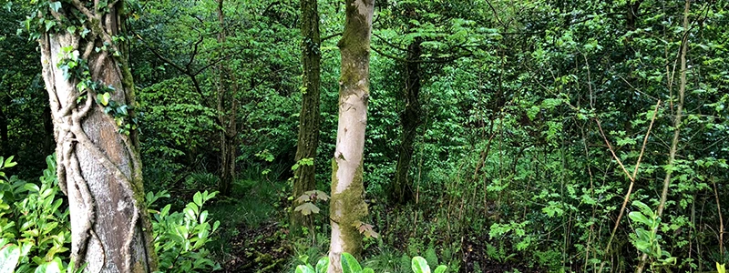 Ivy-covered trees along a woodland trail leading down toward Lake Windermere