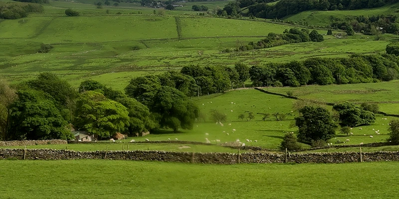 Drystone walls dividing the green fields around Castleton
