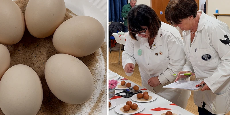 Judges assessing eggs at a rural produce competition in Eyam