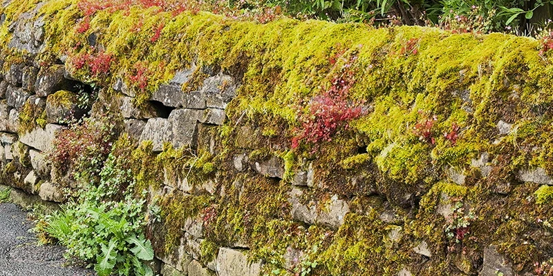 A mossy drystone wall bright with green growth near Eyam