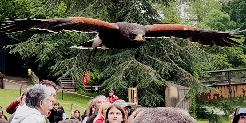 Crowd seated on the grass slope above the lake for the Falconer's Quest bird show