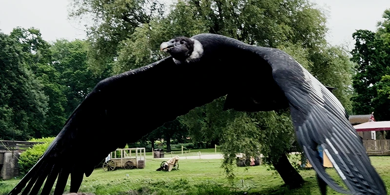 A bird of prey flying low over the audience at Warwick Castle