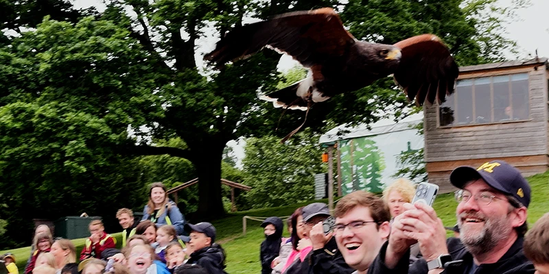 Falconer handling a bird of prey at Warwick Castle