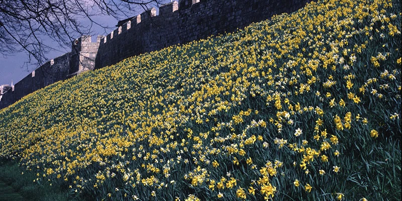 York wall with daffodils