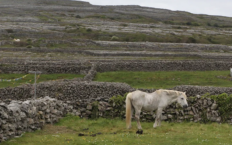 White horse grazing among the limestone pavement of the Burren in Ireland