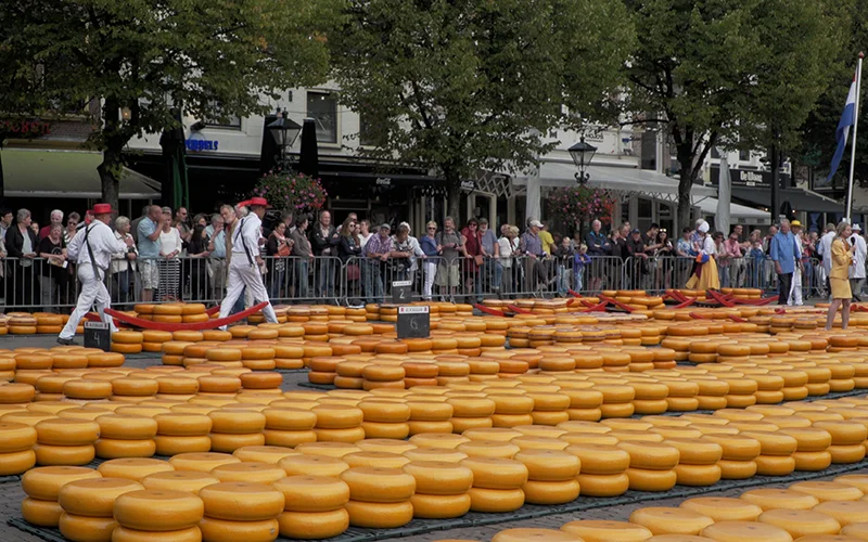 Rounds of cheese laid out in the square at the Alkmaar cheese market