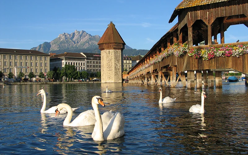 Swans on the water beside the covered Chapel Bridge in Lucerne