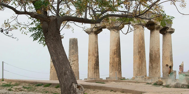 Doric columns of the Temple of Apollo with a tree
