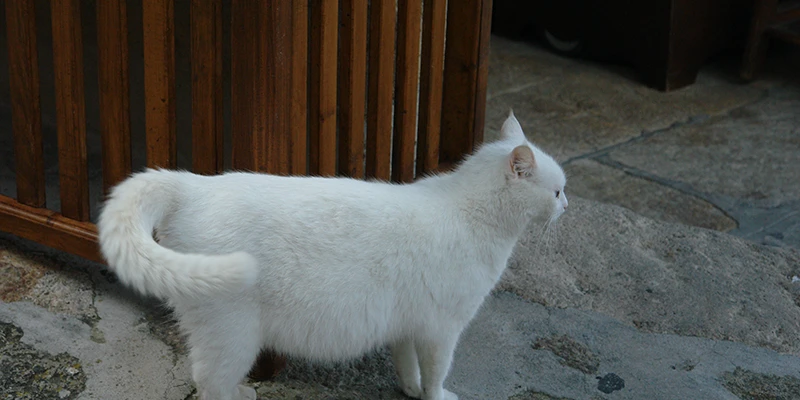 A white cat in the lanes of Patmos