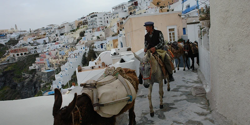 A mule train climbing a stepped lane in Santorini