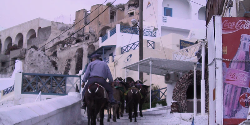 Donkeys in a whitewashed residential lane