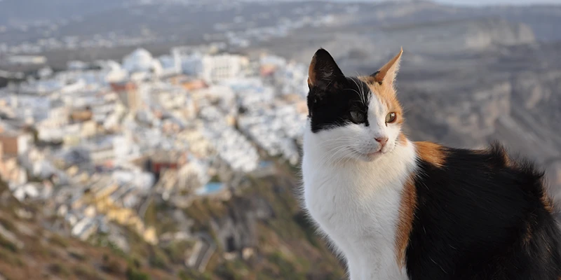 A cat overlooking the town of Fira