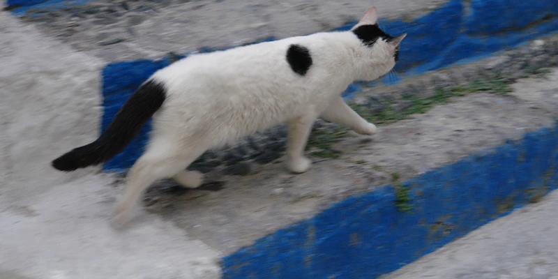 A white cat crossing blue-painted steps in Santorini