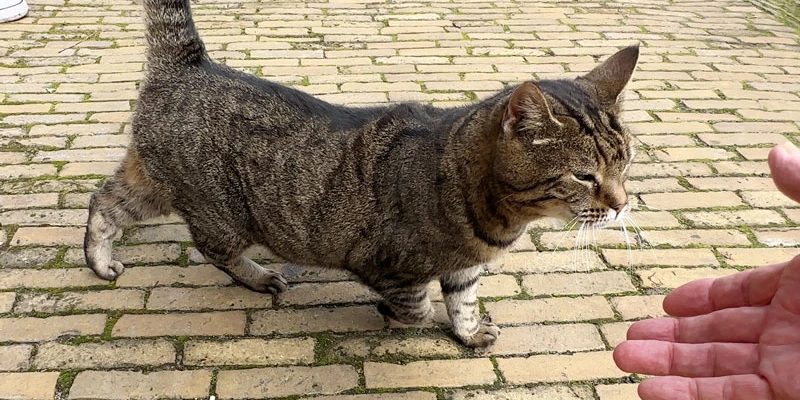 A cat 01 main movie 00 14 45 17 still014